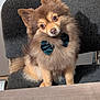 Simba participe au concours pour gagner de l'argent avec cette photo : dog, fluffy, bow_tie, chair, wooden_table, pet, cute, indoor, portrait, sitting, brown_fur, small_dog, curious, head_tilt, furry, animal, companion, domestic_animal, canine, adorable