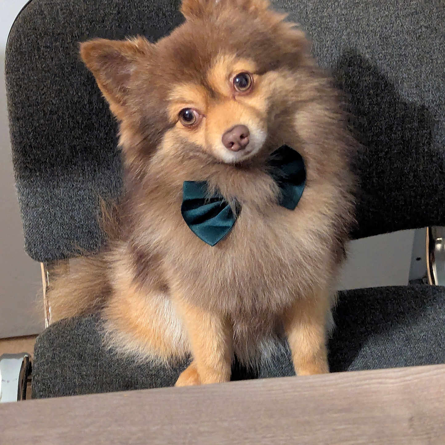 Simba participe au concours pour gagner de l'argent avec cette photo : adorable, animal, bow_tie, brown_fur, canine, chair, companion, curious, cute, dog, domestic_animal, fluffy, furry, head_tilt, indoor, pet, portrait, sitting, small_dog, wooden_table