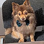 dog, bow_tie, chair, brown_fur, fluffy, pet, indoor, table, cute, small_dog, furry, sitting, attentive, domestic_animal, furniture, portrait, animal_face, companion, household, alert