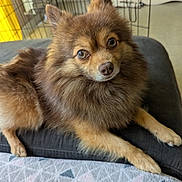 Simba a rejoint le concours — aidez-le/la à gagner de superbes lots ! dog, fluffy, brown_fur, pet, cushion, indoor, crate, blanket, cozy, relaxed, alert, fur, animal, companion, portrait, eyes, snout, paw, home, resting