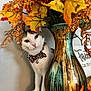 animal, autumn_leaves, bowtie, brown, cat, curious, cute, decor, fall_decor, feline, green, indoor, orange, pet, plant, portrait, table, vase, white_wall, yellow