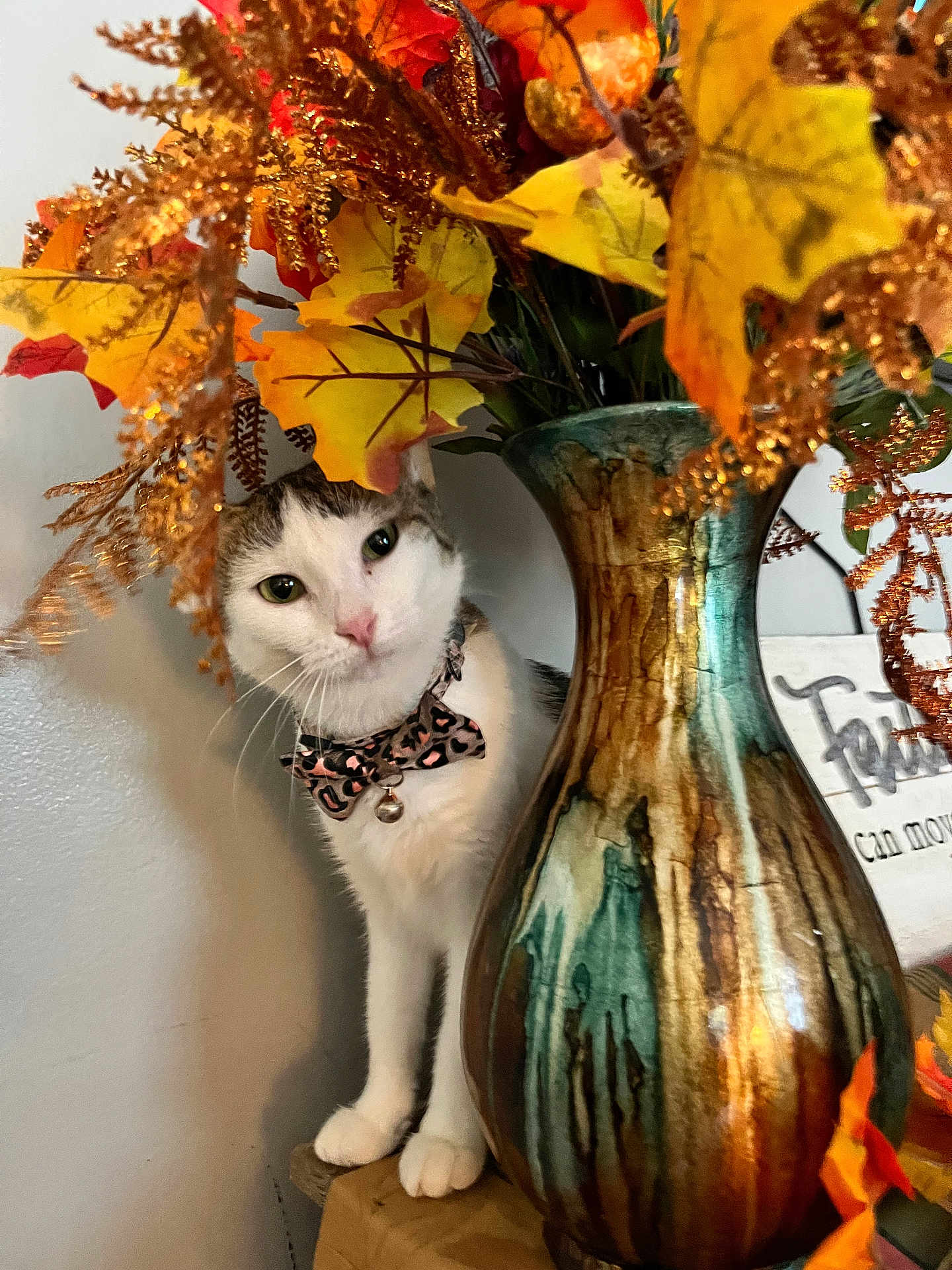 Littlebit joined the competition — help win amazing prizes! animal, autumn_leaves, bowtie, brown, cat, curious, cute, decor, fall_decor, feline, green, indoor, orange, pet, plant, portrait, table, vase, white_wall, yellow