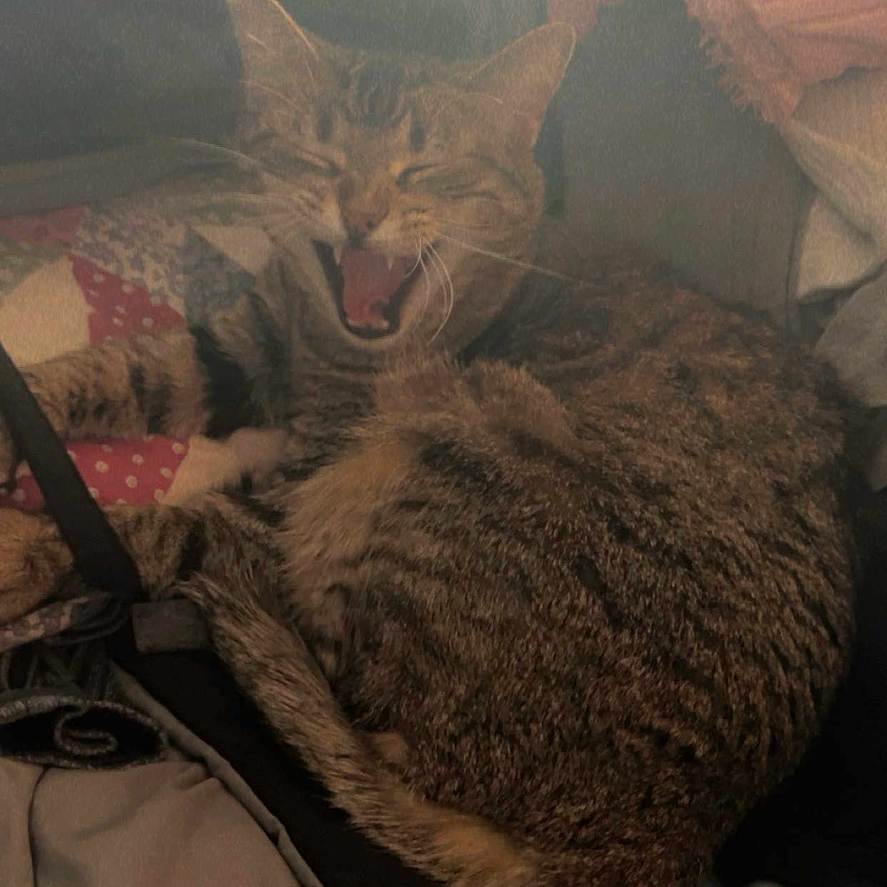 Penelope joined the competition — help win amazing prizes! abyssinian, animal, bed, bodypart, cat, chair, couch, cushion, face, furniture, head, homedecor, indoors, kitten, mouth, person, pet, photography, portrait, sleeping