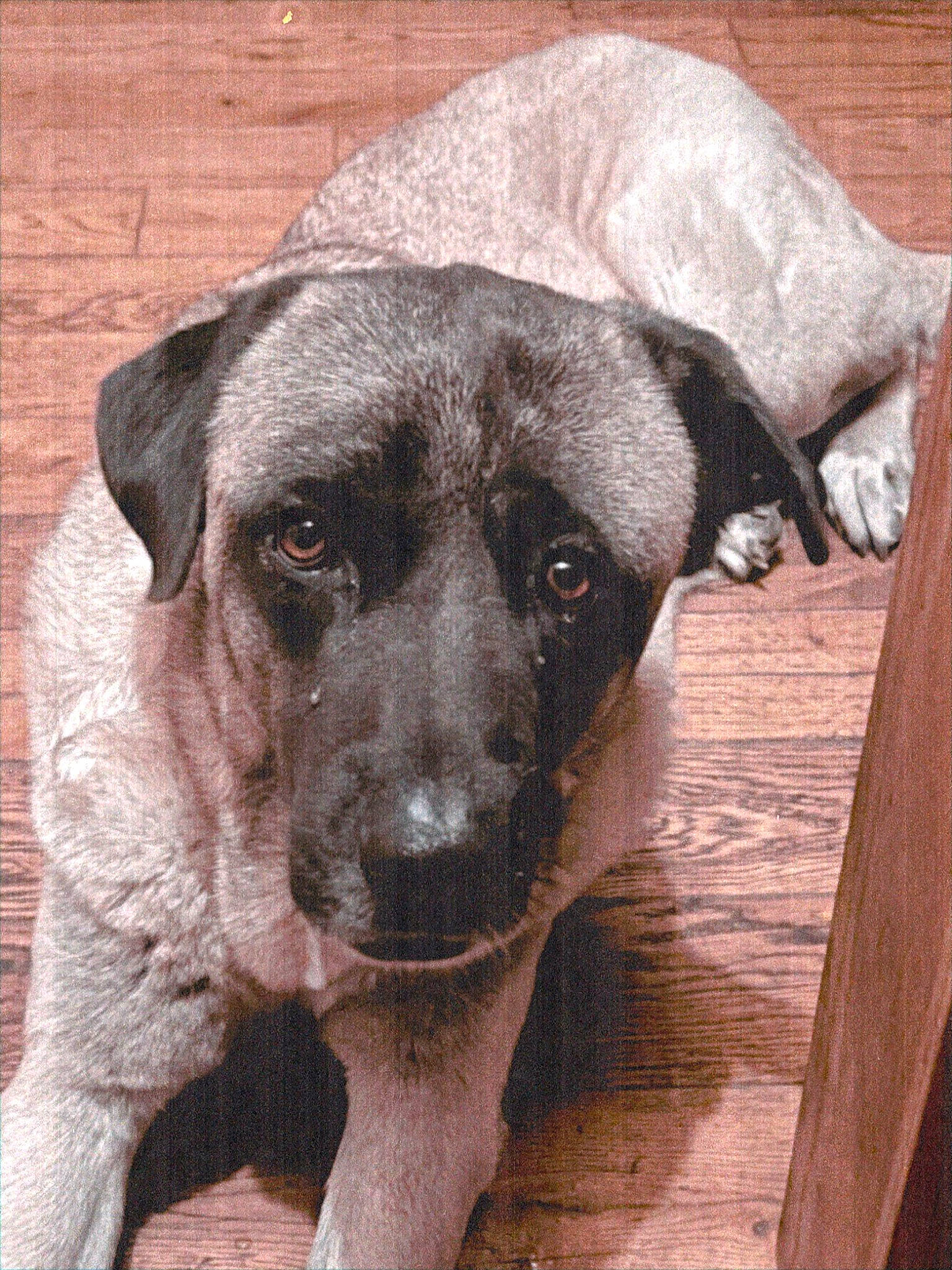 Orie participe au concours pour gagner de l'argent avec cette photo : borador, canidae, carnivore, companion_dog, dog, dog_breed, fawn, fur, guard_dog, hardwood, liver, pet_supply, snout, sporting_group, street_dog, terrestrial_animal, whiskers, wood, working_animal, working_dog