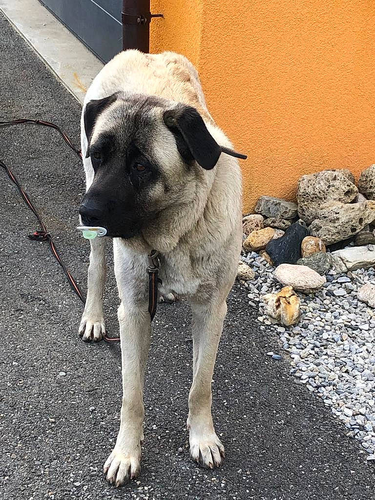 Orie a rejoint le concours — aidez-le/la à gagner de superbes lots ! asphalt, canidae, carnivore, claw, companion_dog, dog, dog_breed, fawn, fur, non_sporting_group, paw, pet_supply, road_surface, snout, soil, sporting_group, tail, terrestrial_animal, working_animal, wrinkle