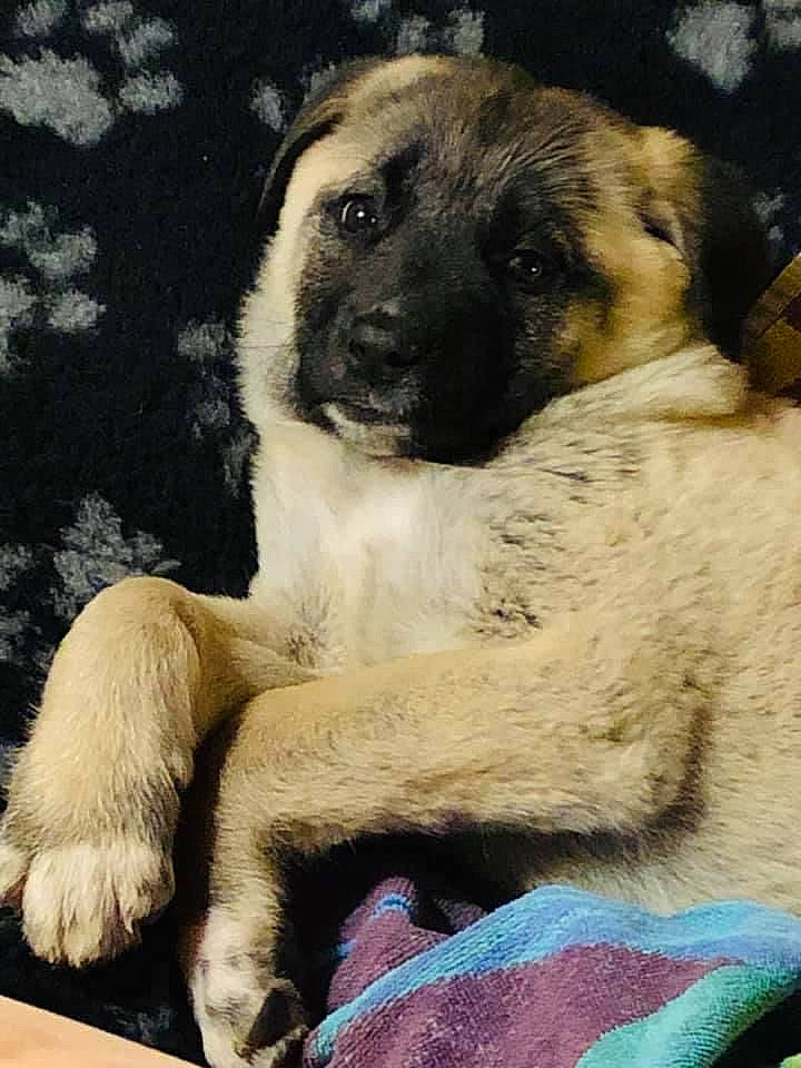 Orie a rejoint le concours — aidez-le/la à gagner de superbes lots ! ancient_dog_breeds, art, canidae, carnivore, comfort, companion_dog, dog, dog_breed, fawn, fur, non_sporting_group, painting, paw, puppy_love, snout, sporting_group, street_dog, terrestrial_animal, whiskers, working_animal