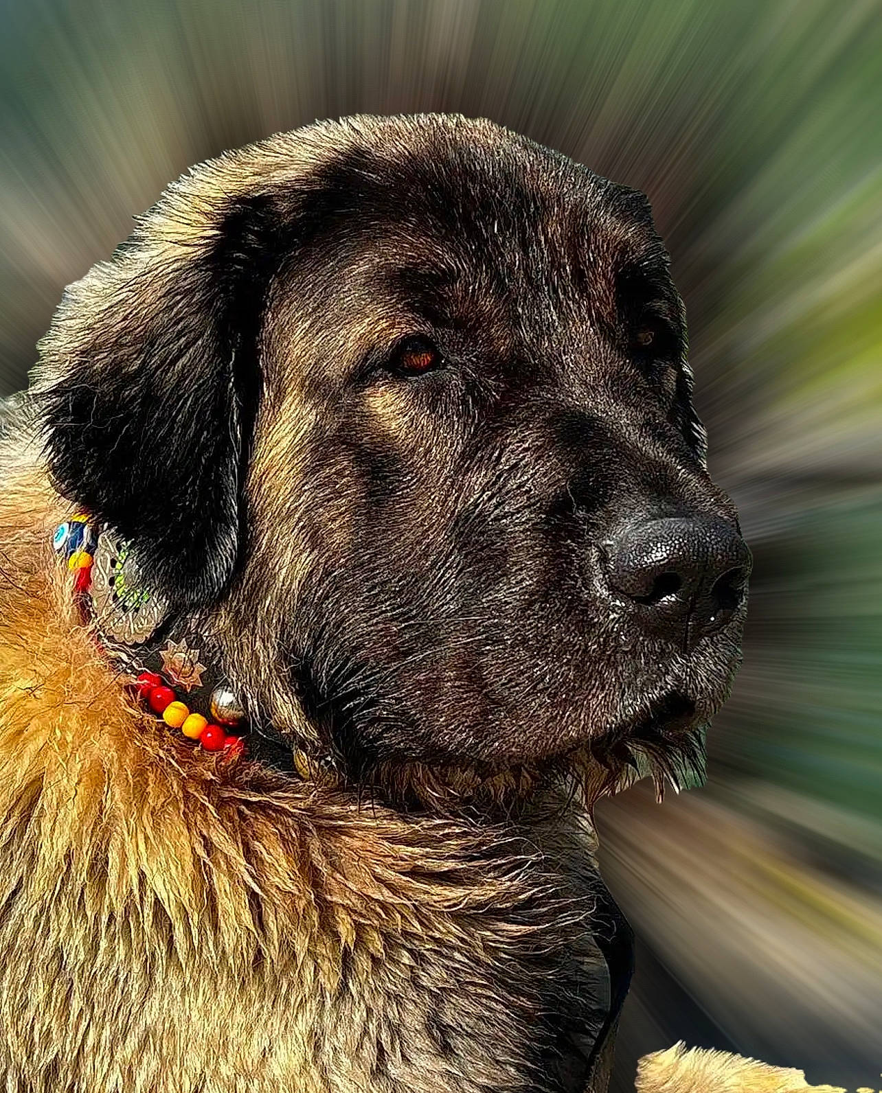 Radjah participe au concours pour gagner de l'argent avec cette photo : ancient_dog_breeds, canidae, carnivore, close_up, collar, companion_dog, dog, dog_breed, dog_collar, fur, giant_dog_breed, guard_dog, hunting_dog, liver, snout, sporting_group, terrestrial_animal, whiskers, working_animal, working_dog