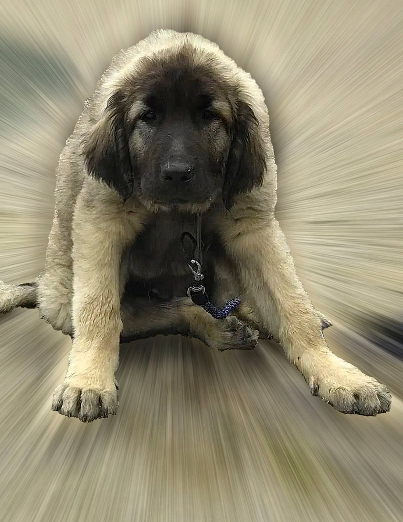 Radjah a rejoint le concours — aidez-le/la à gagner de superbes lots ! ancient_dog_breeds, art, canidae, carnivore, companion_dog, dog, dog_breed, flooring, fur, giant_dog_breed, hardwood, monochrome_photography, paw, snout, sporting_group, symmetry, terrestrial_animal, whiskers, wood, working_animal