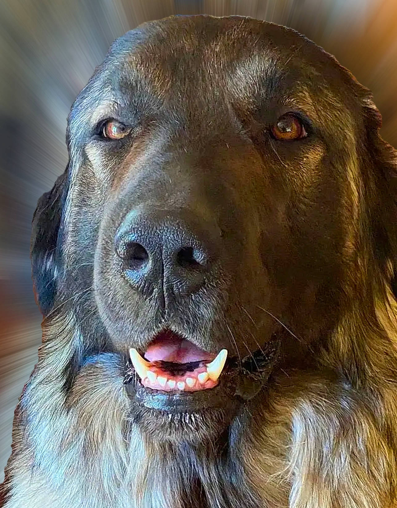 Radjah a rejoint le concours — aidez-le/la à gagner de superbes lots ! canidae, carnivore, close_up, companion_dog, dog, dog_breed, dog_collar, fang, fawn, fur, gun_dog, hunting_dog, liver, retriever, snout, sporting_group, terrestrial_animal, whiskers, working_animal, working_dog