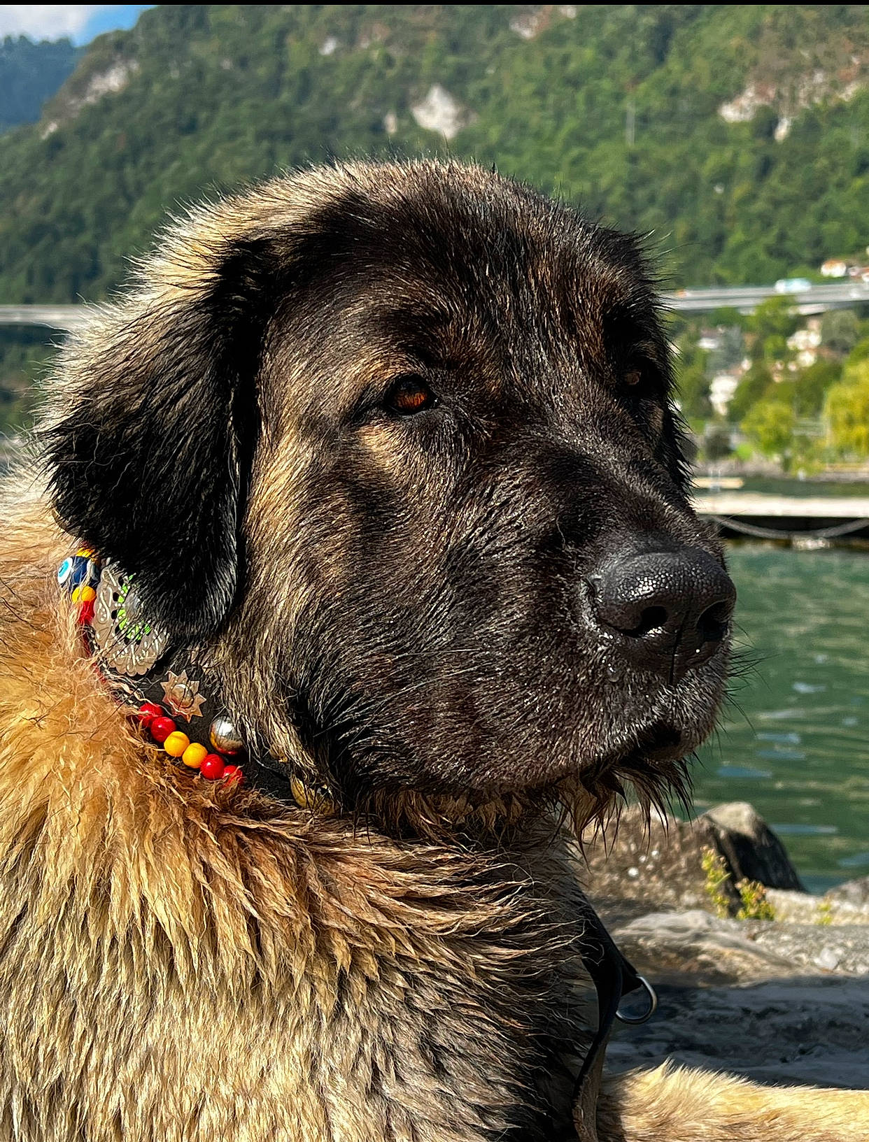Radjah a rejoint le concours — aidez-le/la à gagner de superbes lots ! ancient_dog_breeds, canidae, carnivore, collar, companion_dog, dog, dog_breed, dog_collar, fur, giant_dog_breed, guard_dog, hunting_dog, leonberger, snout, sporting_group, terrestrial_animal, water, working_animal, working_dog