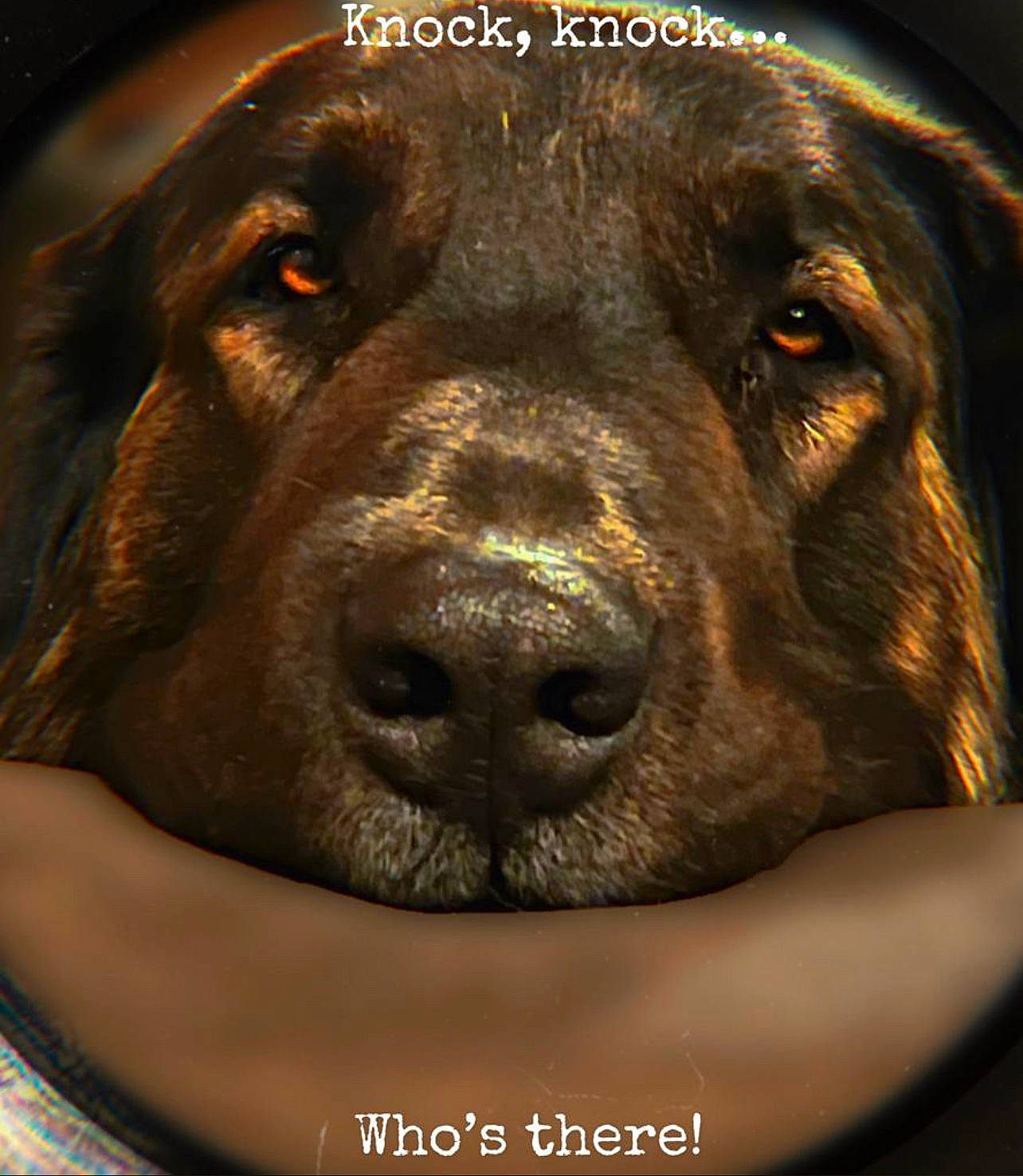 Radjah participe au concours pour gagner de l'argent avec cette photo : borador, canidae, carnivore, close_up, companion_dog, dog, dog_breed, dog_collar, fawn, fur, giant_dog_breed, hunting_dog, jaw, liver, snout, sporting_group, terrestrial_animal, whiskers, working_animal, working_dog