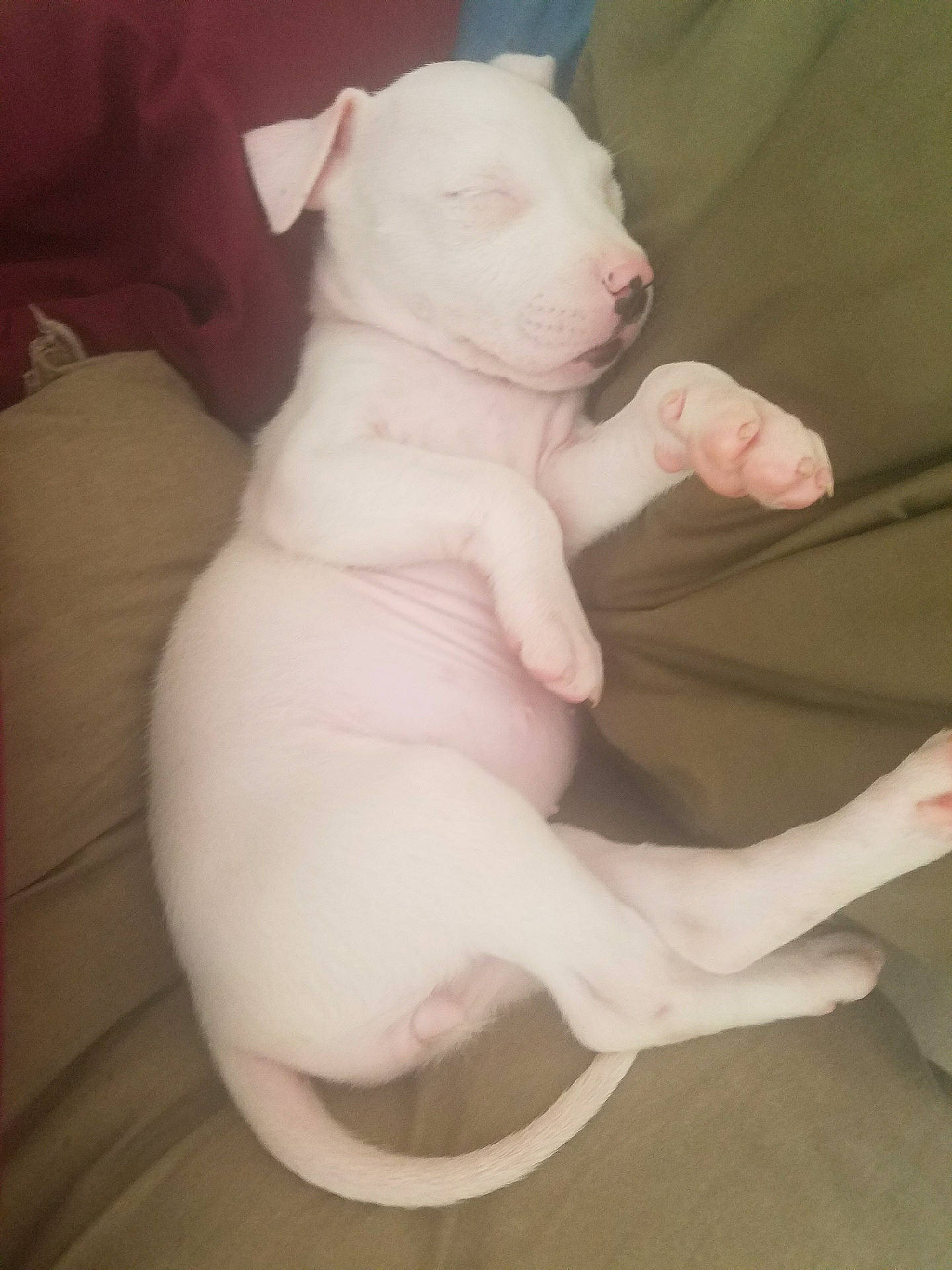 Eris joined the competition — help win amazing prizes! bull_and_terrier, bull_terrier, bull_terrier_miniature, bulldog, canidae, carnivore, dog, dog_breed, dogo_argentino, dogo_guatemalteco, english_white_terrier, fawn, gull_terr, mammal, non_sporting_group, old_english_terrier, puppy, rare_breed_dog, tail, vertebrate