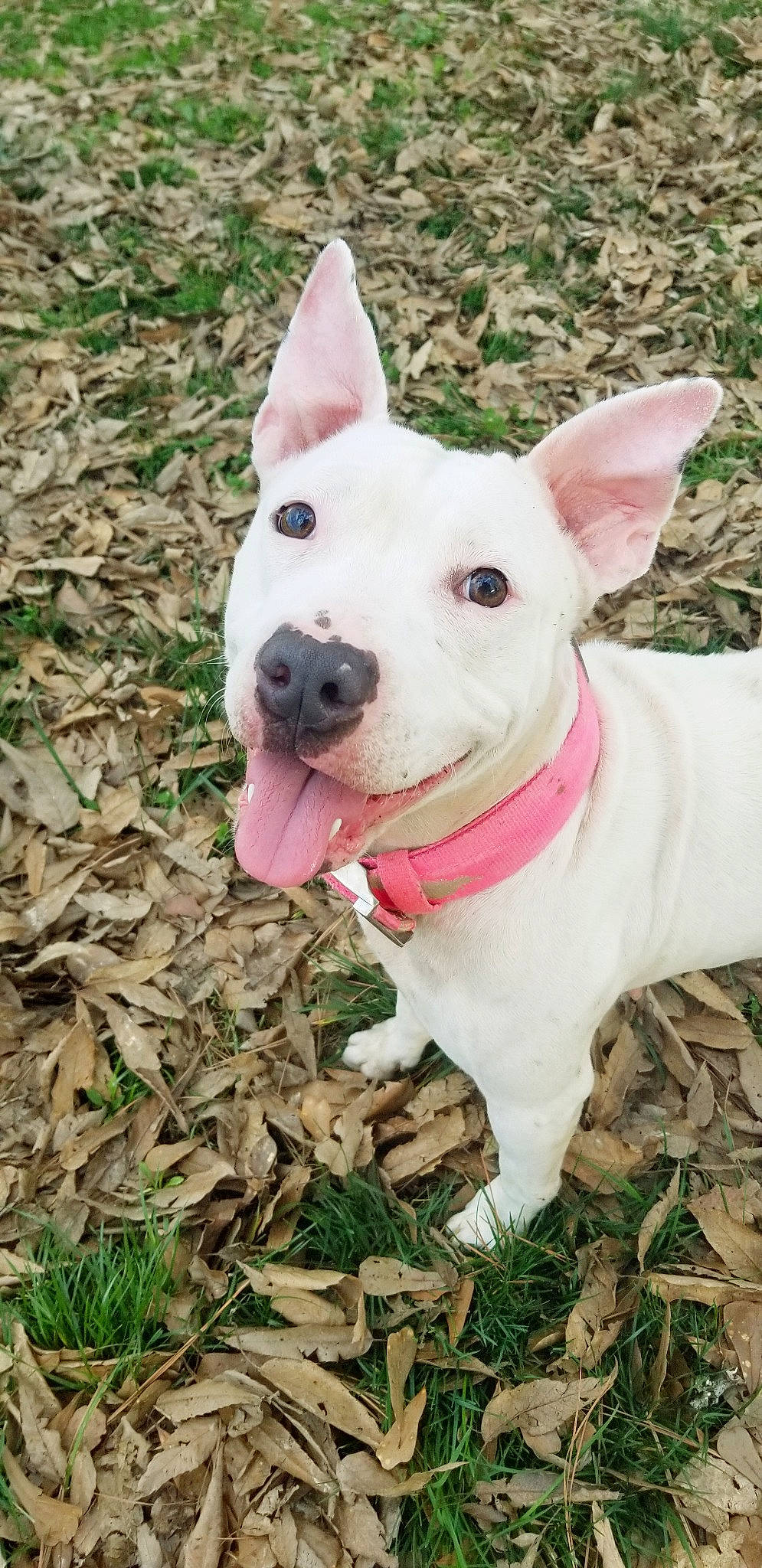 Eris is registered to the contest to win money with this photo: american_pit_bull_terrier, american_staffordshire_terrier, ancient_dog_breeds, bull_and_terrier, bull_terrier, bull_terrier_miniature, canidae, carnivore, dog, dog_breed, english_white_terrier, fawn, gull_terr, mammal, non_sporting_group, old_english_terrier, pit_bull, rare_breed_dog, snout, vertebrate