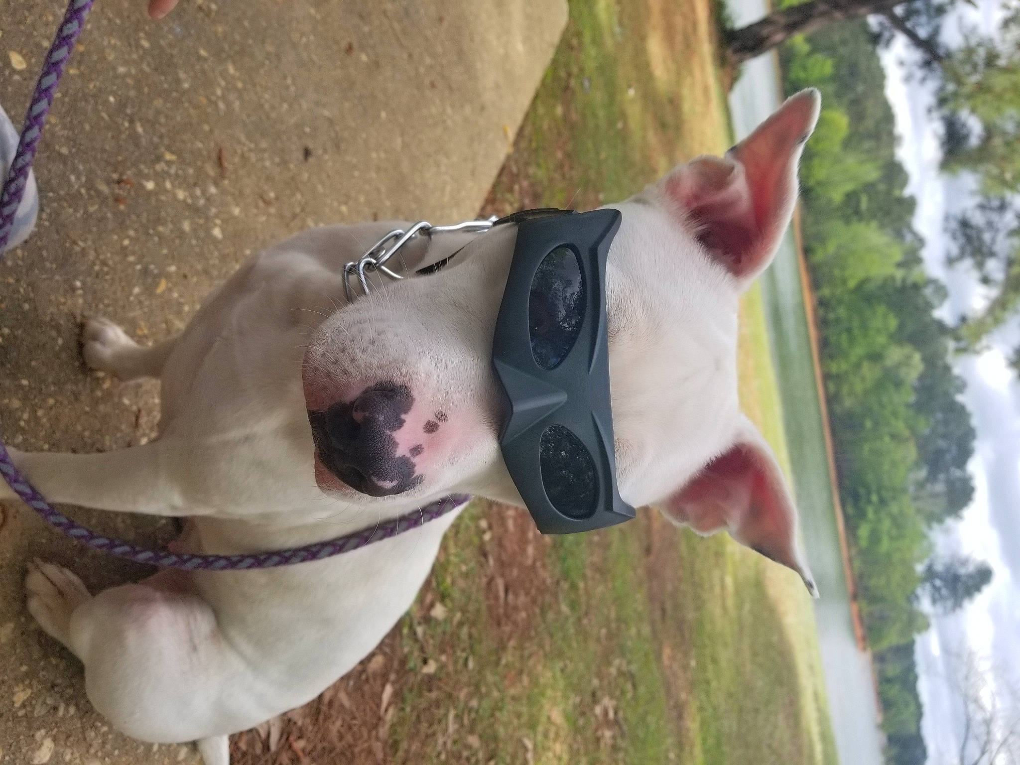 Eris joined the competition — help win amazing prizes! american_staffordshire_terrier, bull_terrier, canidae, carnivore, dog, dog_breed, dogo_argentino, fawn, non_sporting_group, pit_bull, snout