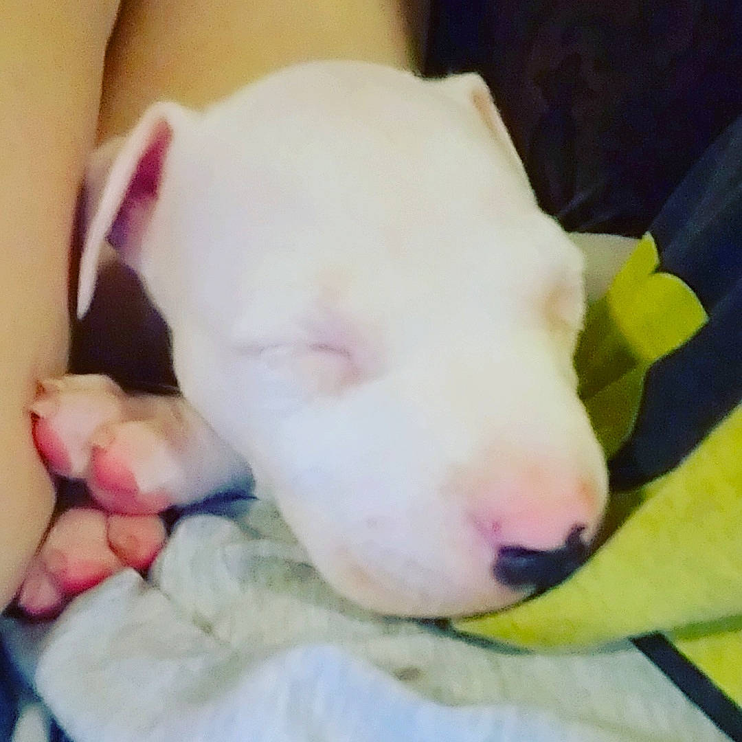 Eris is registered to the contest to win money with this photo: american_pit_bull_terrier, bull_and_terrier, bull_terrier, bull_terrier_miniature, bulldog, canidae, carnivore, dog, dog_breed, dogo_argentino, english_white_terrier, fawn, gull_terr, mammal, nap, non_sporting_group, nose, pit_bull, puppy, vertebrate