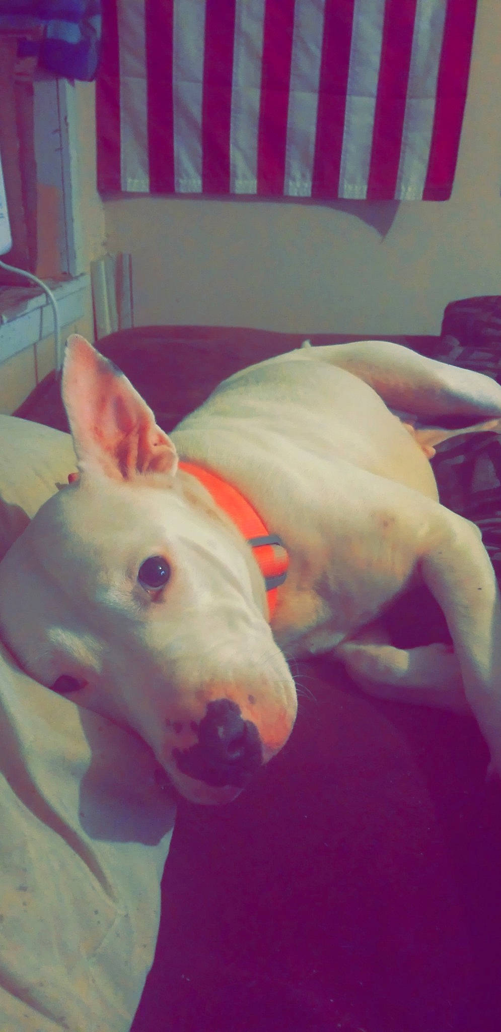 Eris joined the competition — help win amazing prizes! bull_and_terrier, bull_terrier, bull_terrier_miniature, canidae, carnivore, dog, dog_breed, dogo_argentino, ear, english_white_terrier, fawn, gull_terr, mammal, non_sporting_group, nose, old_english_terrier, snout, tail, terrier