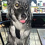 animal, black_chair, canine, chair, cute, dog, domestic_animal, floor_tiles, food_display, furry, gray_fur, indoor, menu, pet, restaurant, sitting, tongue, tongue_out, waiting, white_fur