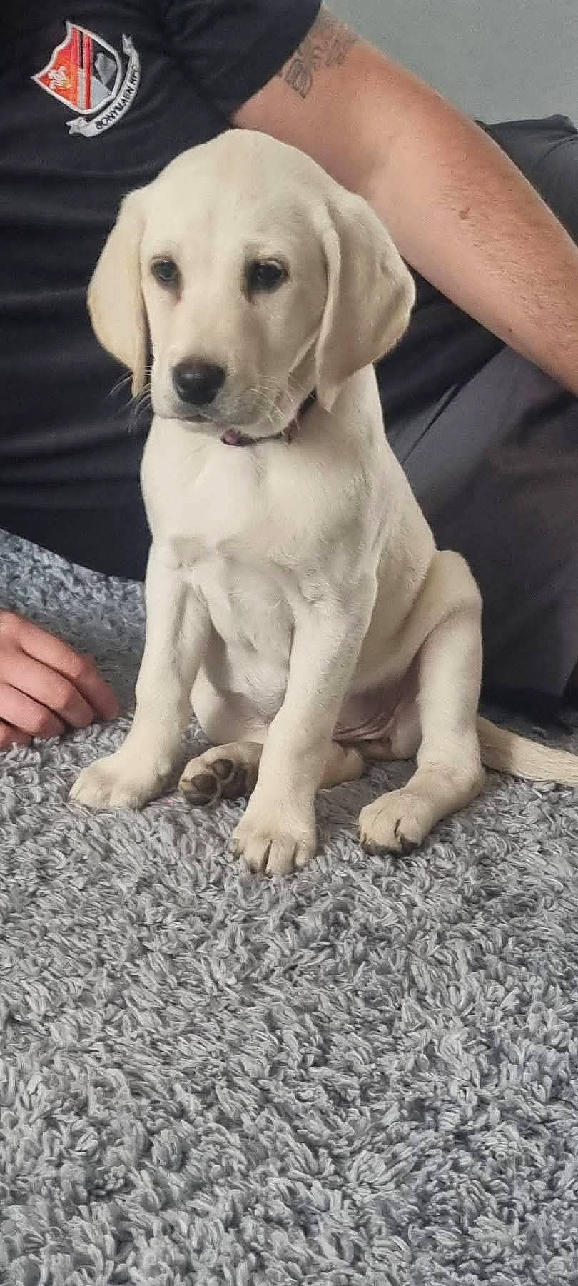 Mabel is registered to the contest to win money with this photo: animal, arm, canine, carpet, casual, collar, companion, cute, dog, domestic, fur, gray_carpet, indoor, labrador, person, pet, puppy, sitting, tattoo, young