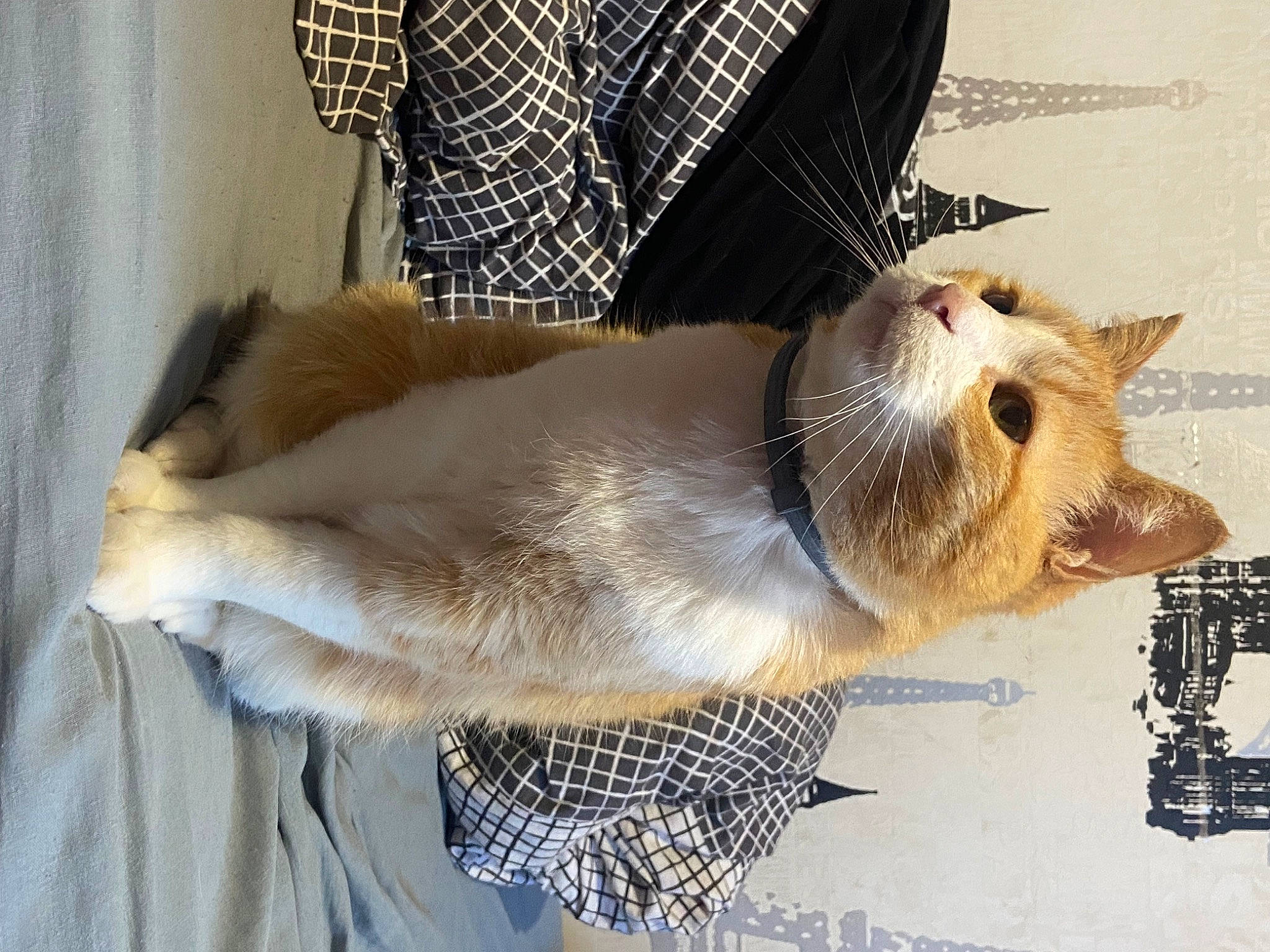 Moka a rejoint le concours — aidez-le/la à gagner de superbes lots ! animal_shelter, cage, carnivore, cat, claw, collar, domestic_short_haired_cat, fawn, felidae, fur, mesh, paw, pet_supply, small_to_medium_sized_cats, snout, tail, terrestrial_animal, thai, whiskers