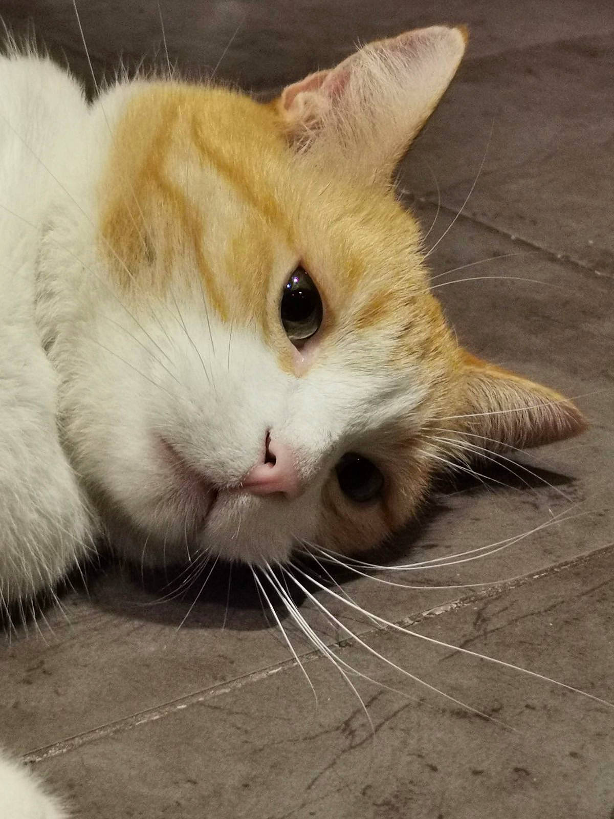 Moka a rejoint le concours — aidez-le/la à gagner de superbes lots ! carnivore, cat, claw, domestic_short_haired_cat, fawn, felidae, fur, paw, photo_caption, small_to_medium_sized_cats, snout, tail, whiskers, wood