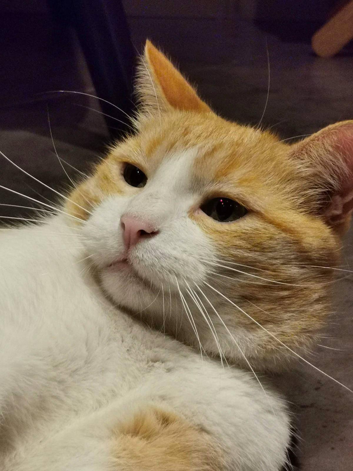 Moka participe au concours pour gagner de l'argent avec cette photo : carnivore, cat, comfort, domestic_short_haired_cat, fawn, felidae, fur, iris, paw, small_to_medium_sized_cats, snout, whiskers, window