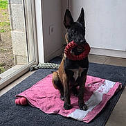 Aska participe au concours pour gagner de l'argent avec cette photo : dog, indoor, toy, towel, rug, glass_door, window, pet, animal, brown, black, play, chew_toy, floor, tile, resting, waiting, ears_up, calm, home