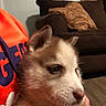 Max is registered to the contest to win money with this photo: puppy, dog, canine, portrait, close_up, fluffy, brown_and_white, young_animal, pet, animal, face, eyes, nose, whiskers, being_held, indoor, couch, pillows, home, cozy