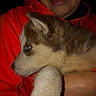 Max is registered to the contest to win money with this photo: puppy, dog, husky, sleepy, blue_eye, floppy_ear, fur, paw, animal, pet, person, face, smiling, glasses, red_jacket, holding, cuddling, close_up, portrait, indoor