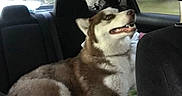 Max is registered to the contest to win money with this photo: dog, husky, siberian_husky, canine, pet, animal, fluffy, brown_and_white, smiling, open_mouth, sitting, car, vehicle, back_seat, blanket, indoor, travel, portrait, happy, companion