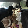 dog, husky, siberian_husky, canine, pet, animal, fluffy, brown_and_white, smiling, open_mouth, sitting, car, vehicle, back_seat, blanket, indoor, travel, portrait, happy, companion