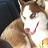 dog, siberian_husky, pet, canine, animal, blue_eyes, pointed_ears, white_fur, brown_fur, red_collar, sitting, lying_down, car, vehicle, interior, close_up, portrait, fluffy, alert, companion