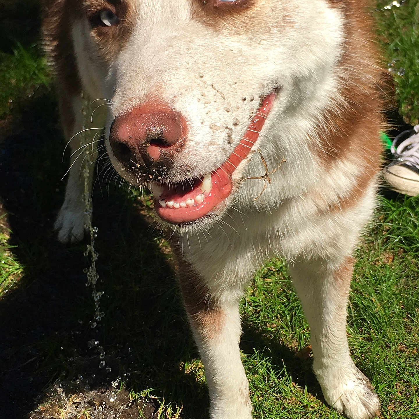 Max