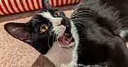Tefnut joined the competition — help win amazing prizes! animal, black_and_white, blanket, cat, close_up, cozy, cushion, funny, fur, golden_eyes, indoors, lying_down, open_mouth, pet, portrait, relaxed, striped, tuxedo_cat, whiskers, yawning