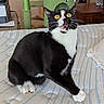 Tefnut is registered to the contest to win money with this photo: animal, background_cat, bed, bedspread, black_and_white, cat, funny_expression, fur, green_cat_tree, home, indoors, open_mouth, paws, pet, sitting, striped, tuxedo_cat, whiskers, wide_eyes, yellow_eyes
