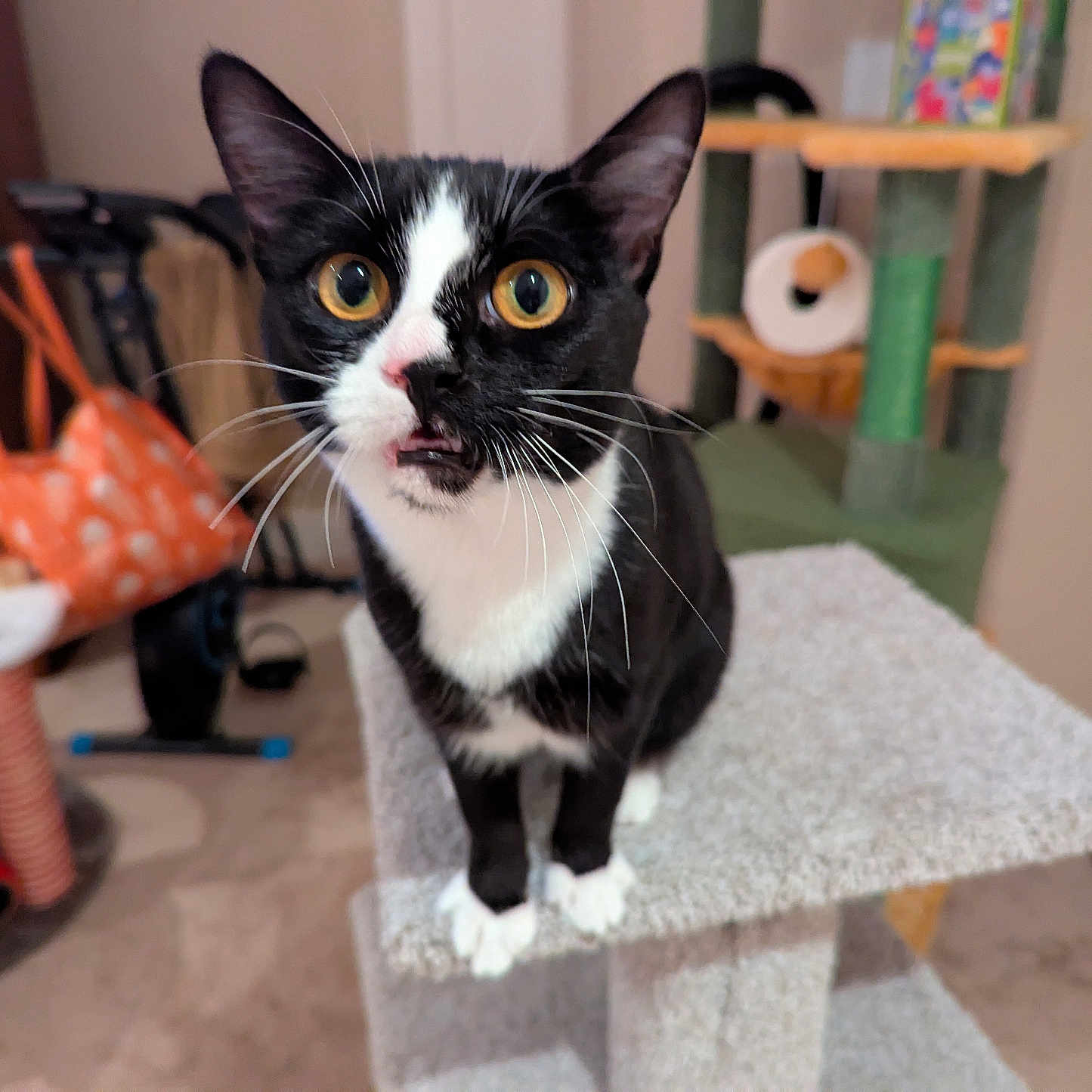 Tefnut is registered to the contest to win money with this photo: cat, tuxedo_cat, indoor, cat_tree, curious, wide_eyes, pet, animal, feline, whiskers, black_and_white, carpeted, home, furniture, toy, playful, close_up, portrait, cute, domestic_cat