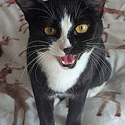 Tefnut is registered to the contest to win money with this photo: animal, bed, bedding, black_and_white, blanket, cat, close_up, cute, ears, feline, golden_eyes, indoor, open_mouth, patterned_fabric, pet, portrait, standing, tuxedo_cat, whiskers, white_paws