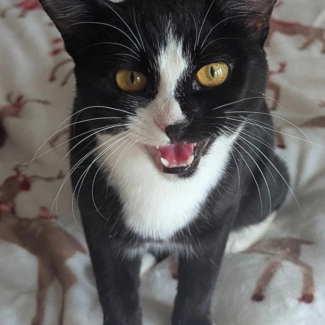 Tefnut is registered to the contest to win money with this photo: animal, bed, bedding, black_and_white, blanket, cat, close_up, cute, ears, feline, golden_eyes, indoor, open_mouth, patterned_fabric, pet, portrait, standing, tuxedo_cat, whiskers, white_paws