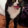 Tefnut is registered to the contest to win money with this photo: alert, animal, bed, bedroom, black_and_white, blanket, cat, close_up, feline, funny, golden_eyes, indoor, meowing, open_mouth, pet, portrait, standing, tuxedo_cat, whiskers, white_paws