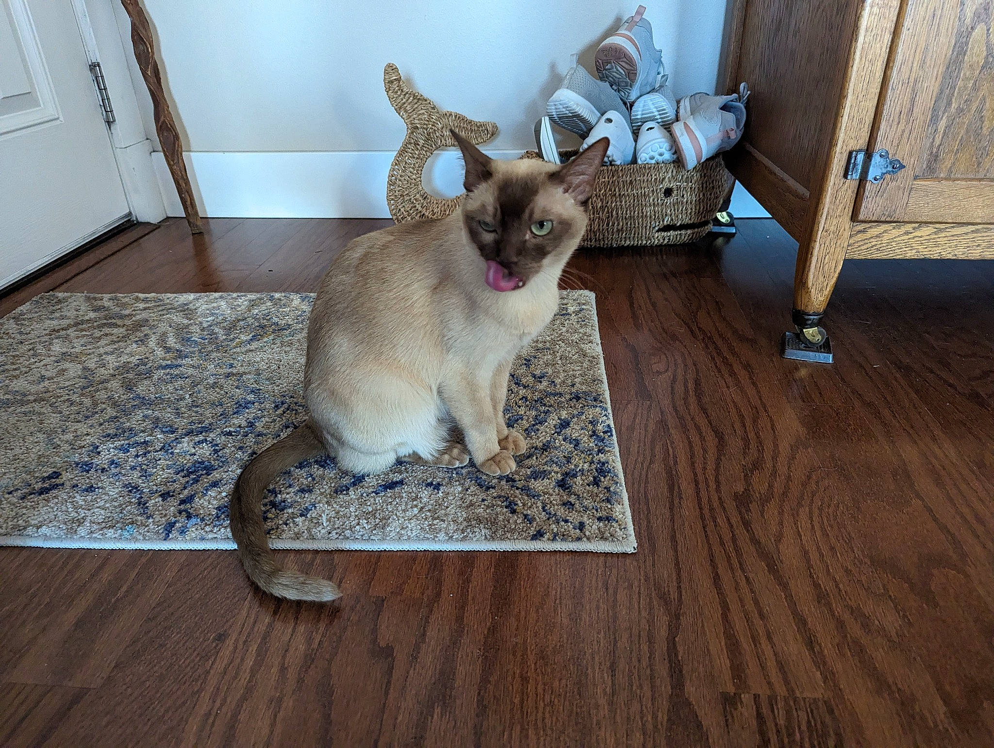 Apedemak is registered to the contest to win money with this photo: carnivore, cat, curious, door, fawn, felidae, floor, flooring, hardwood, laminate_flooring, pet_supply, plank, siamese, small_to_medium_sized_cats, snout, tail, varnish, whiskers, wood, wood_stain