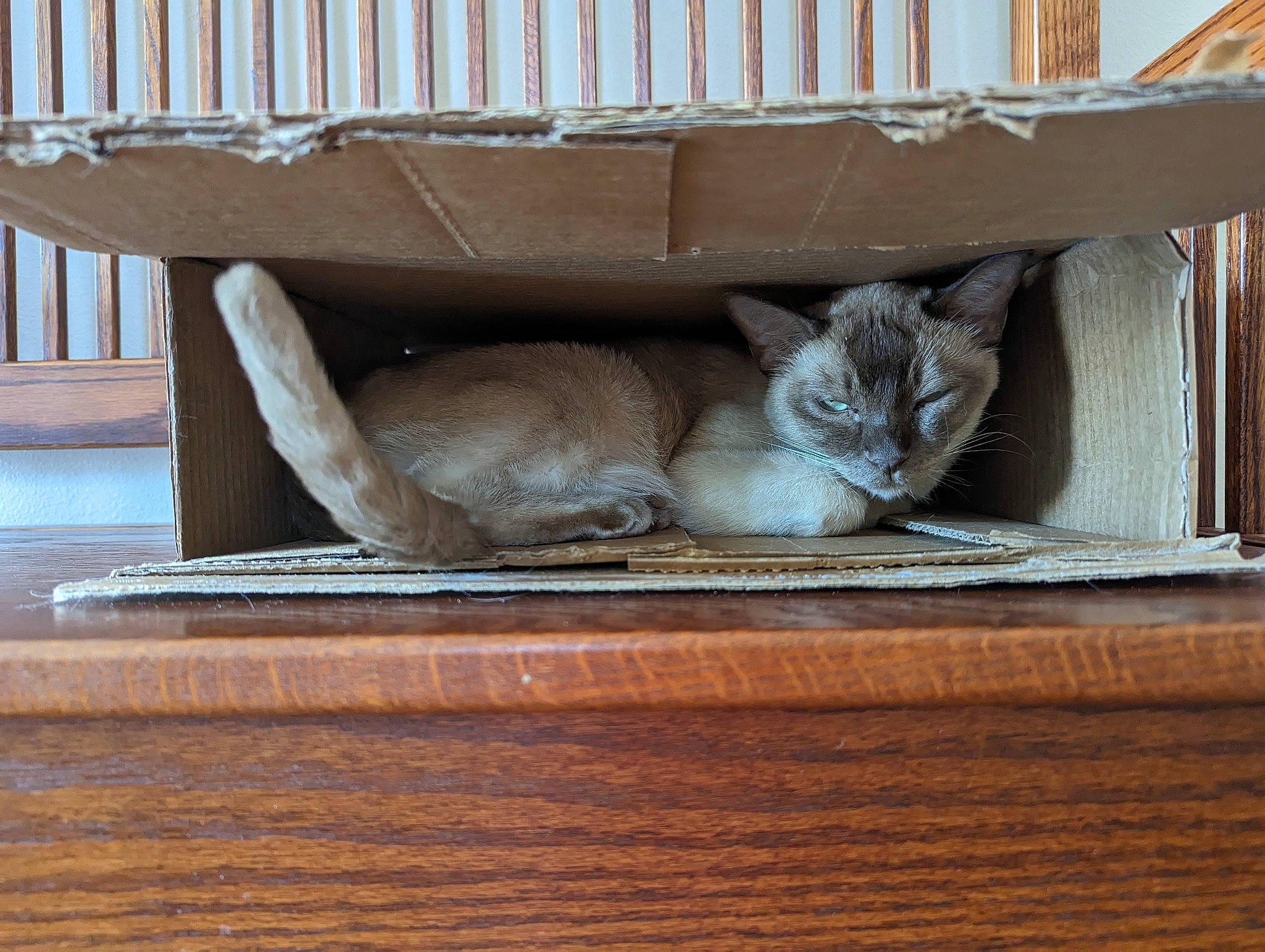 Apedemak joined the competition — help win amazing prizes! animal_shelter, carnivore, cat, cat_supply, comfort, domestic_short_haired_cat, fawn, felidae, fur, hardwood, pet_supply, plywood, porch, room, small_to_medium_sized_cats, tail, whiskers, window, wood, wood_stain