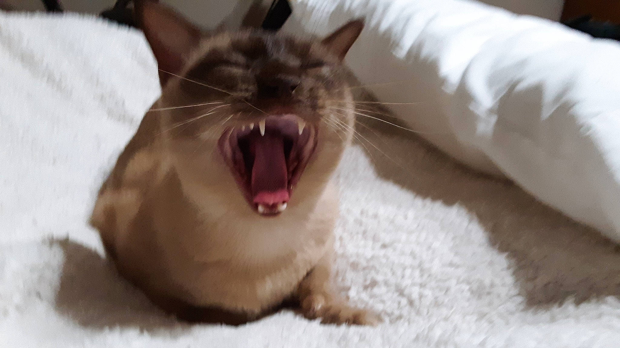 Apedemak joined the competition — help win amazing prizes! carnivore, cat, claw, comfort, domestic_short_haired_cat, fang, felidae, fur, paw, roar, small_to_medium_sized_cats, snout, tail, terrestrial_animal, tooth, whiskers, yawn