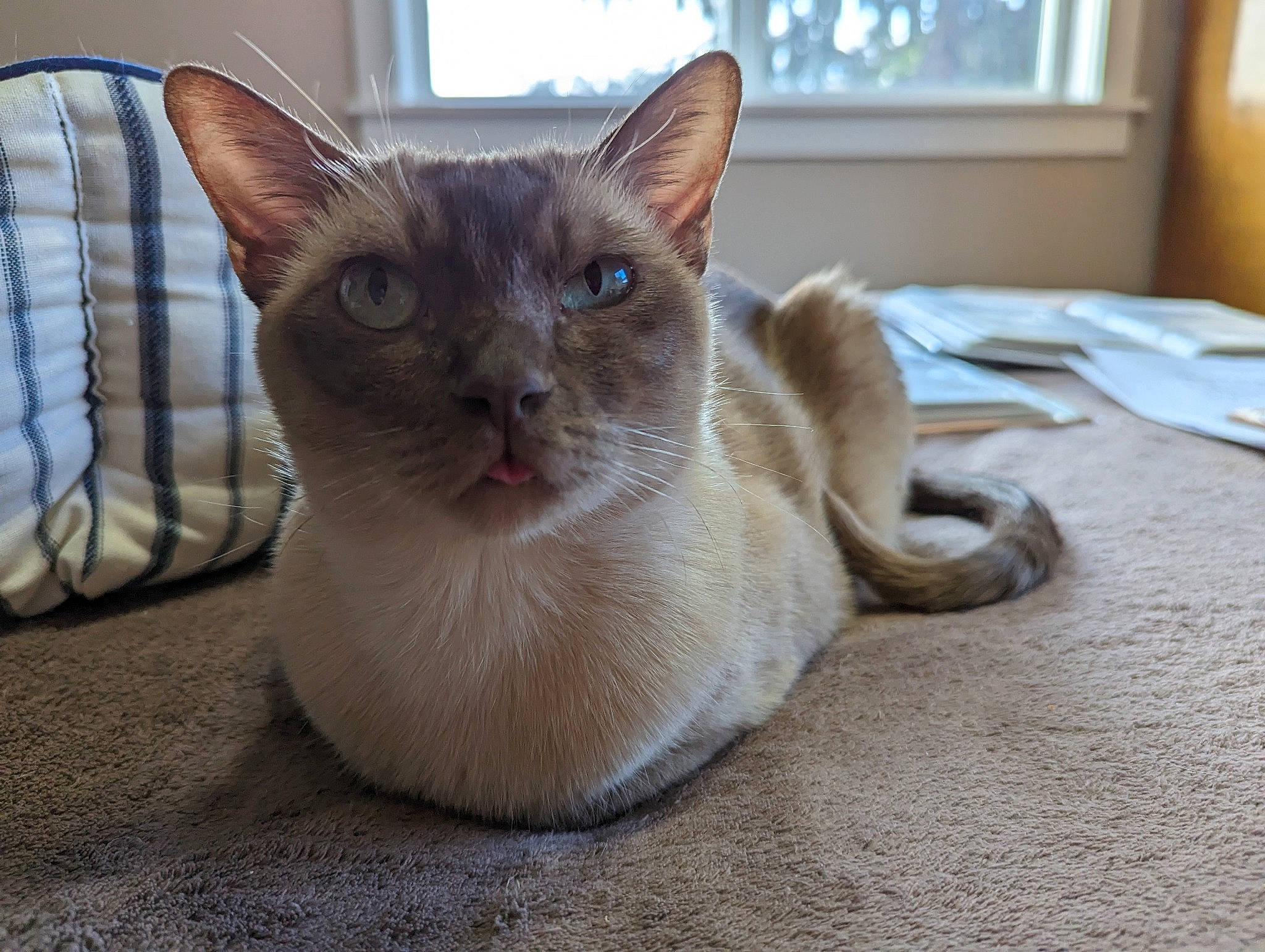 Apedemak joined the competition — help win amazing prizes! balinese, carnivore, cat, cat_furniture, cat_supply, comfort, domestic_short_haired_cat, fawn, felidae, flooring, fur, iris, pet_supply, siamese, small_to_medium_sized_cats, snout, thai, whiskers, window, wood