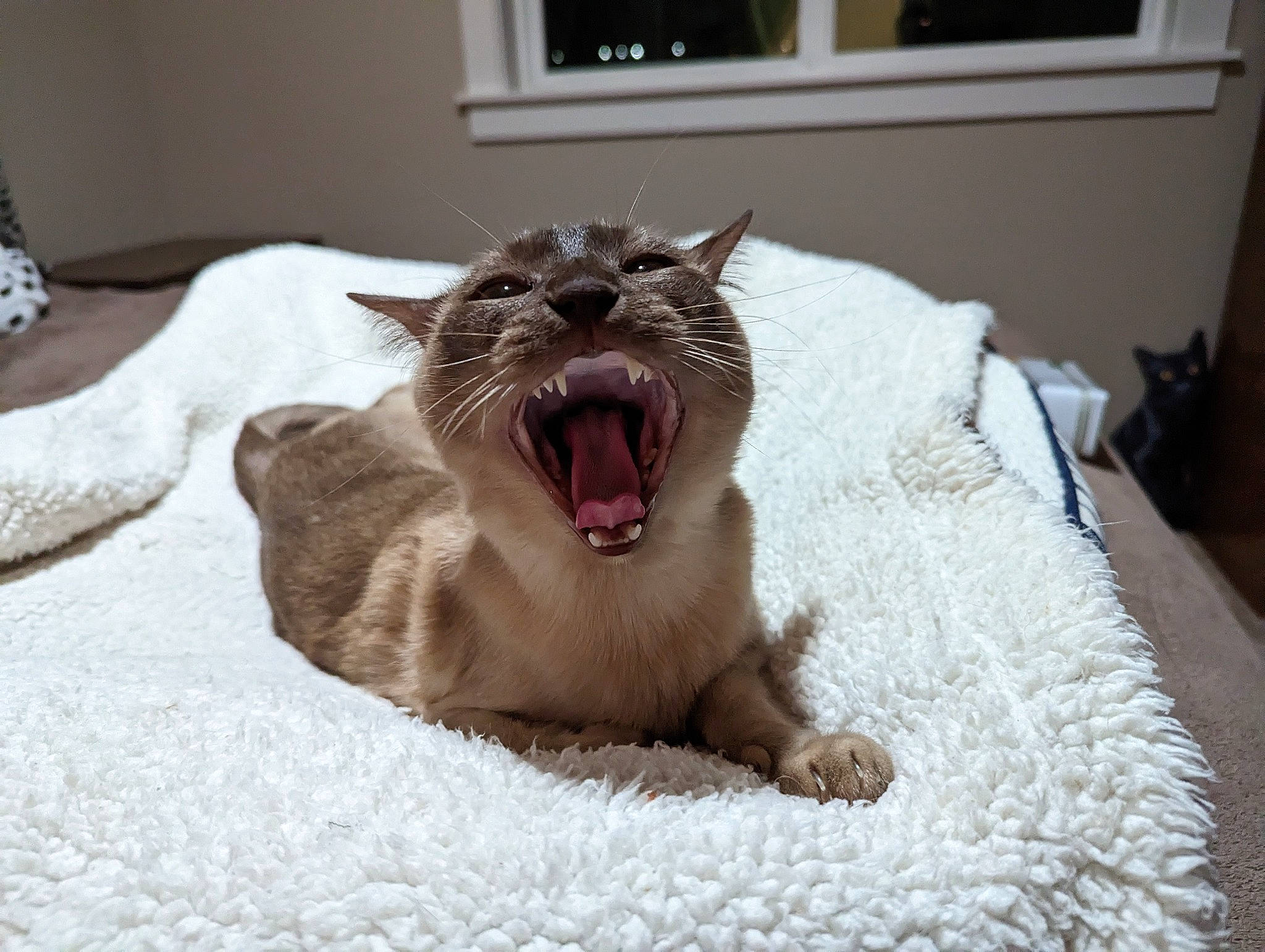 Apedemak is registered to the contest to win money with this photo: carnivore, cat, comfort, domestic_short_haired_cat, fang, felidae, fur, grey, houseplant, jaw, linens, paw, picture_frame, room, small_to_medium_sized_cats, snout, terrestrial_animal, whiskers, window, yawn