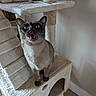 Samboney is registered to the contest to win money with this photo: animal, carpet, cat, cat_tree, ears, electrical_outlet, feline, funny, fur, home, indoor, open_mouth, pet, portrait, scratching_post, siamese_cat, sitting, wall, whiskers, wide_eyed