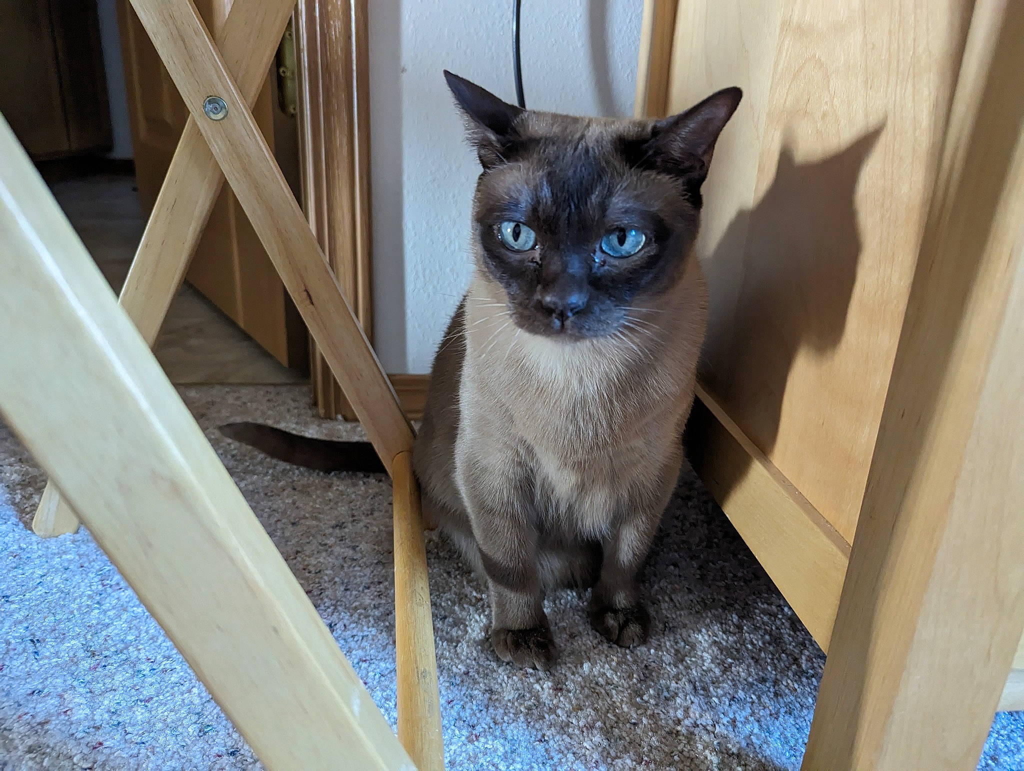 Samboney is registered to the contest to win money with this photo: balinese, blue, carnivore, cat, domestic_short_haired_cat, fawn, felidae, fixture, flooring, fur, iris, siamese, small_to_medium_sized_cats, snout, tail, terrestrial_animal, tonkinese, whiskers, wood