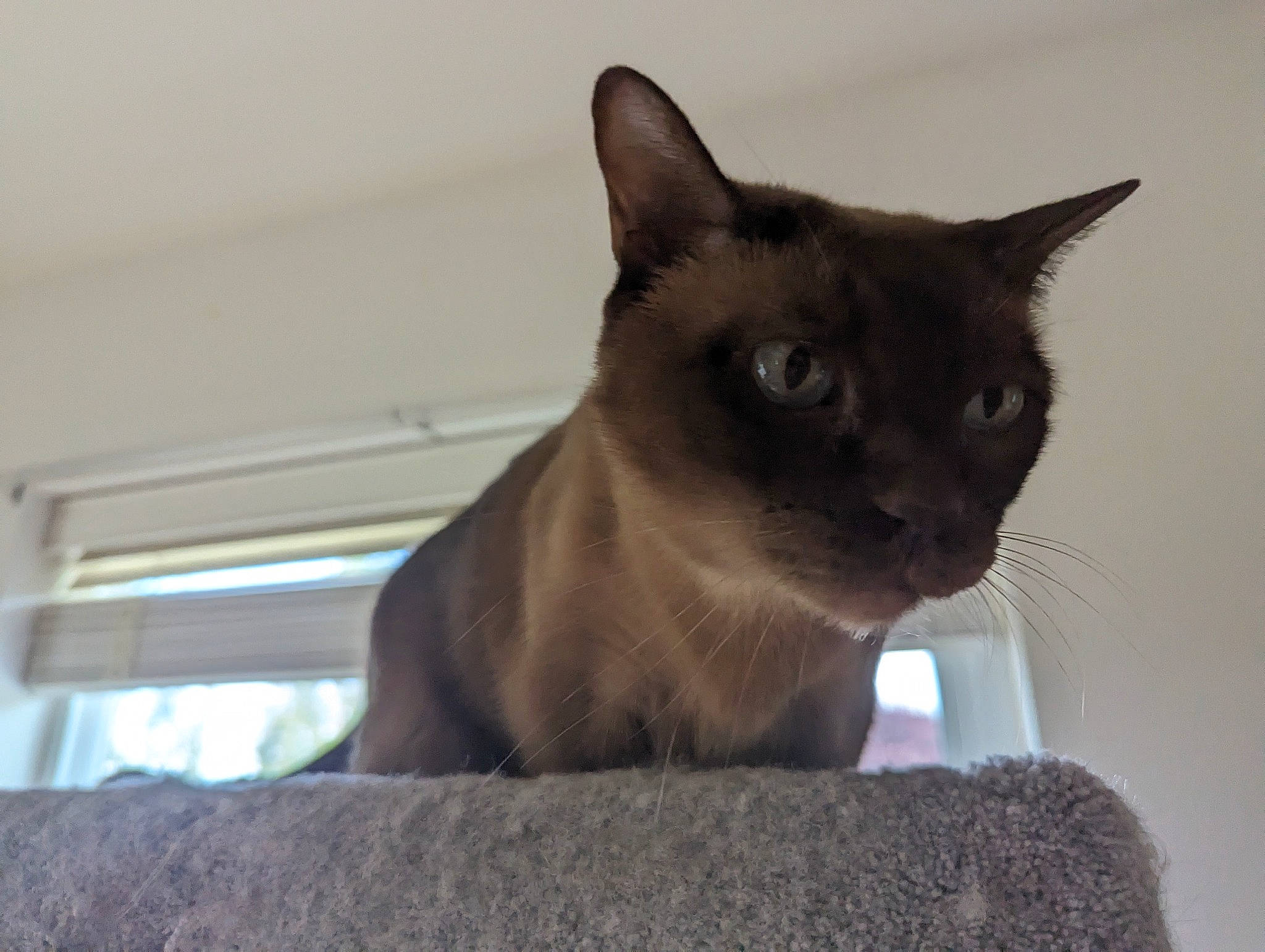 Samboney is registered to the contest to win money with this photo: balinese, carnivore, cat, domestic_short_haired_cat, eye, fawn, felidae, fur, havana_brown, siamese, small_to_medium_sized_cats, snout, thai, whiskers