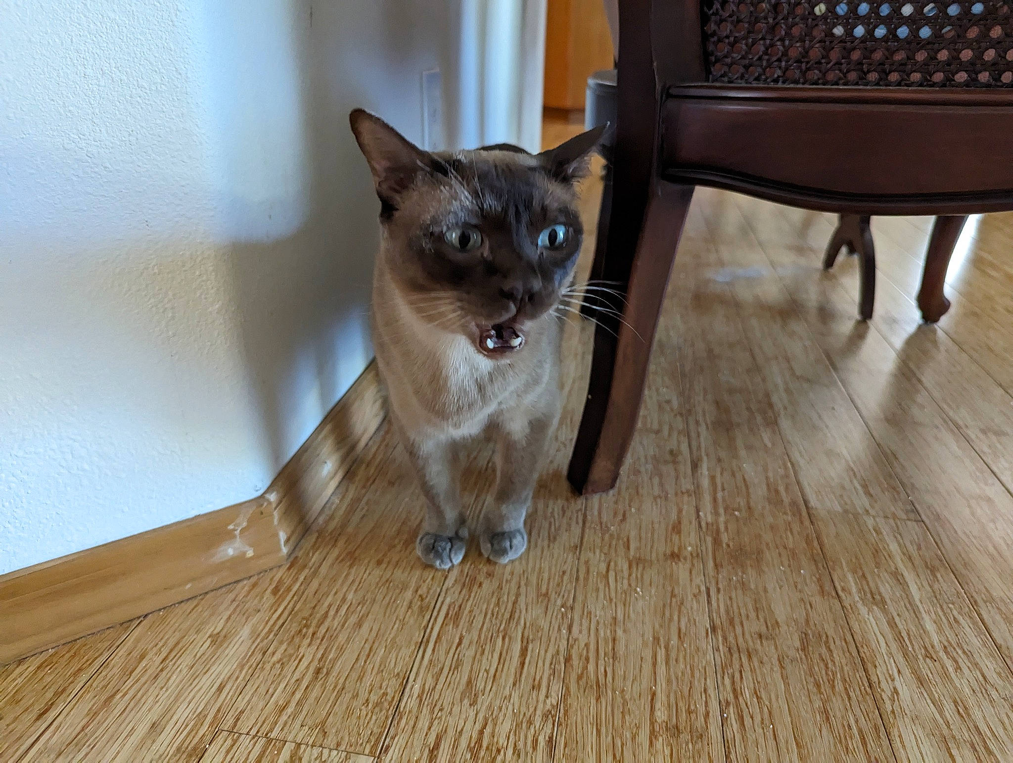 Samboney joined the competition — help win amazing prizes! balinese, carnivore, cat, domestic_short_haired_cat, fawn, felidae, flooring, fur, hardwood, laminate_flooring, siamese, small_to_medium_sized_cats, snout, tail, thai, varnish, whiskers, wood, wood_flooring, wood_stain