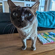 Samboney is registered to the contest to win money with this photo: alert, animal, blanket, blue_eyes, book, cat, close_up, colorful, couch, cozy, ears, feline, fur, indoors, living_room, pet, portrait, standing, whiskers, wooden_table