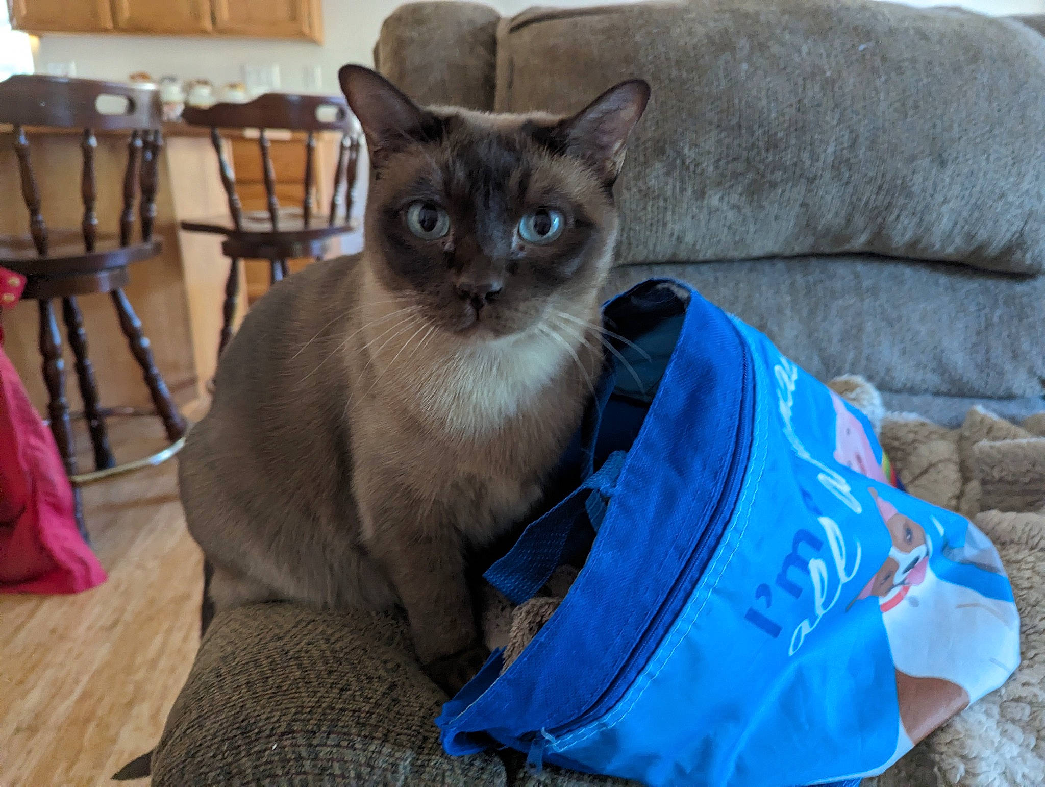 Samboney is registered to the contest to win money with this photo: balinese, carnivore, cat, comfort, domestic_short_haired_cat, electric_blue, fawn, felidae, fur, grey, iris, pet_supply, siamese, small_to_medium_sized_cats, snout, tail, thai, tonkinese, whiskers, wood