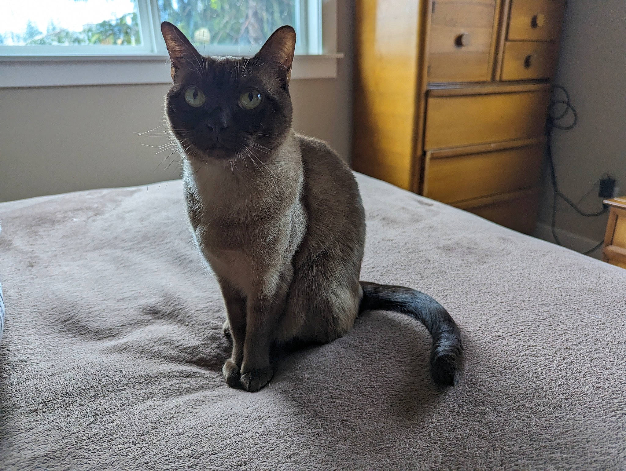 Pakhet is registered to the contest to win money with this photo: black_cat, cabinetry, carnivore, cat, chest_of_drawers, comfort, domestic_short_haired_cat, door, drawer, dresser, felidae, fur, grey, siamese, small_to_medium_sized_cats, snout, tail, thai, whiskers, window